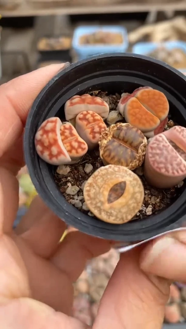 【闪购商品】2010直播一物一拍