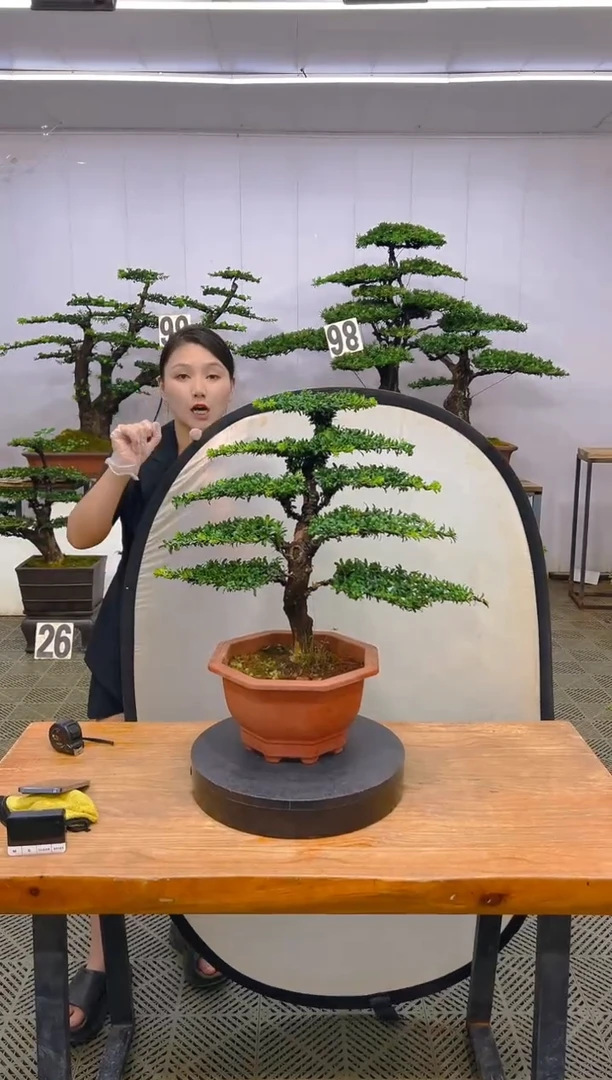 无花朵罗汉松盆景...