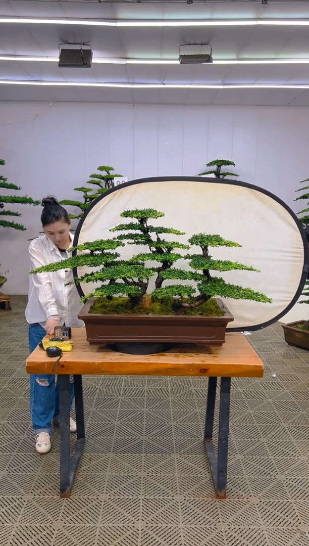 无花朵一物一拍一物一拍