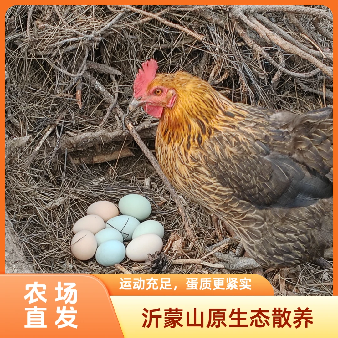 【每日鲜蛋】沂蒙山散养草鸡蛋17-40枚/箱 正宗农家鲜蛋 中通包邮