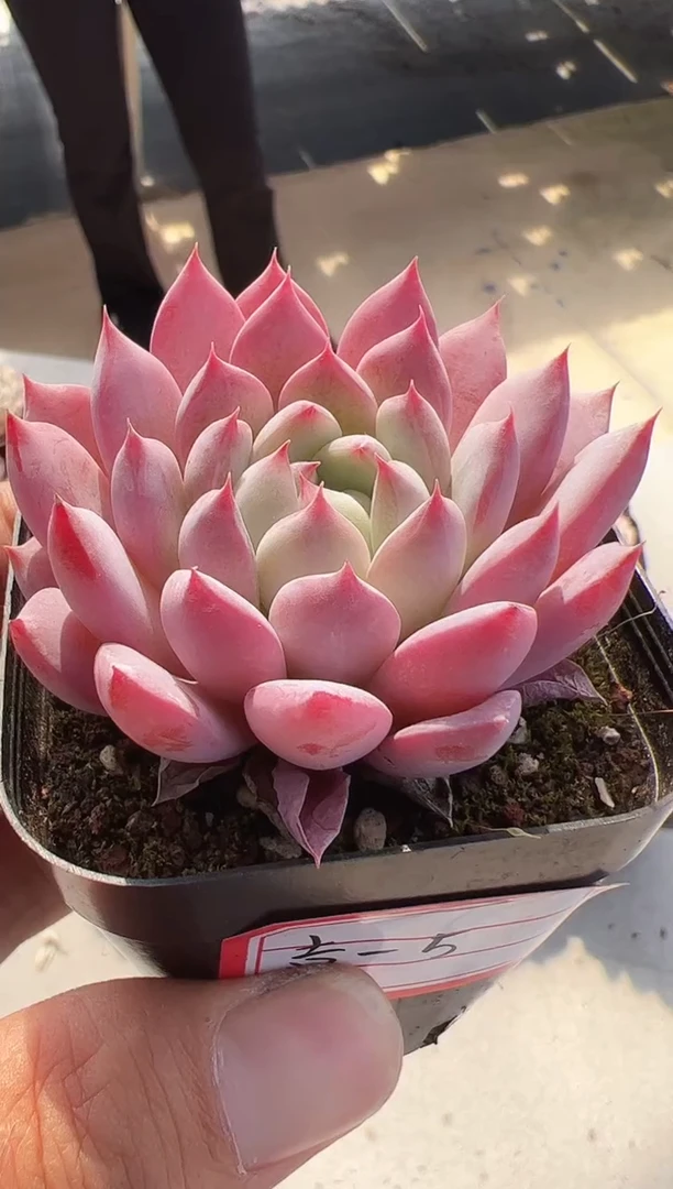 【闪购商品】吉光梦-5