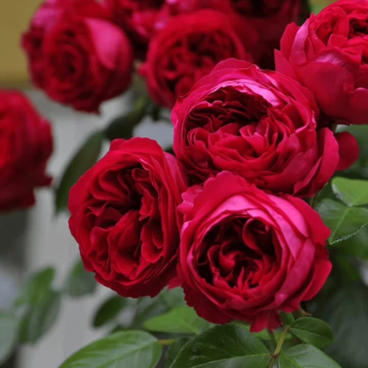 红色龙沙宝石爬藤月季花苗四季开花大花浓香耐热适合庭院阳台