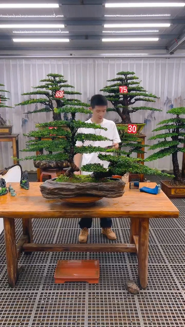 无花朵精品盆景直播间一物一拍
