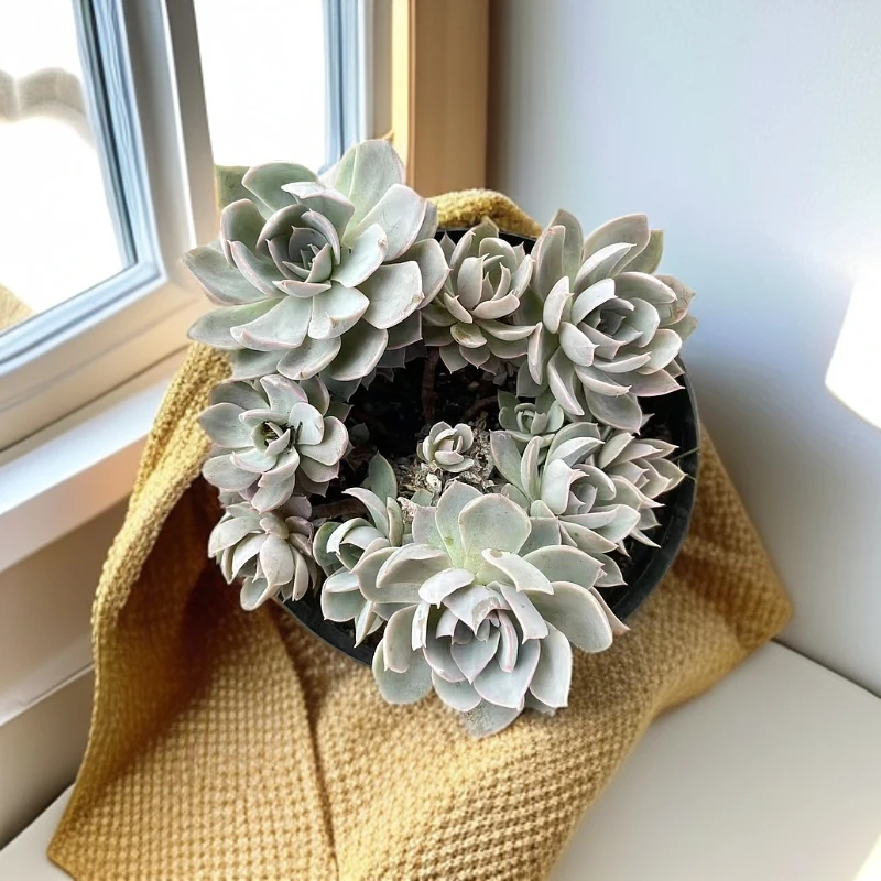 （蓝石莲)  【满9.9包邮】 多肉阳台植物