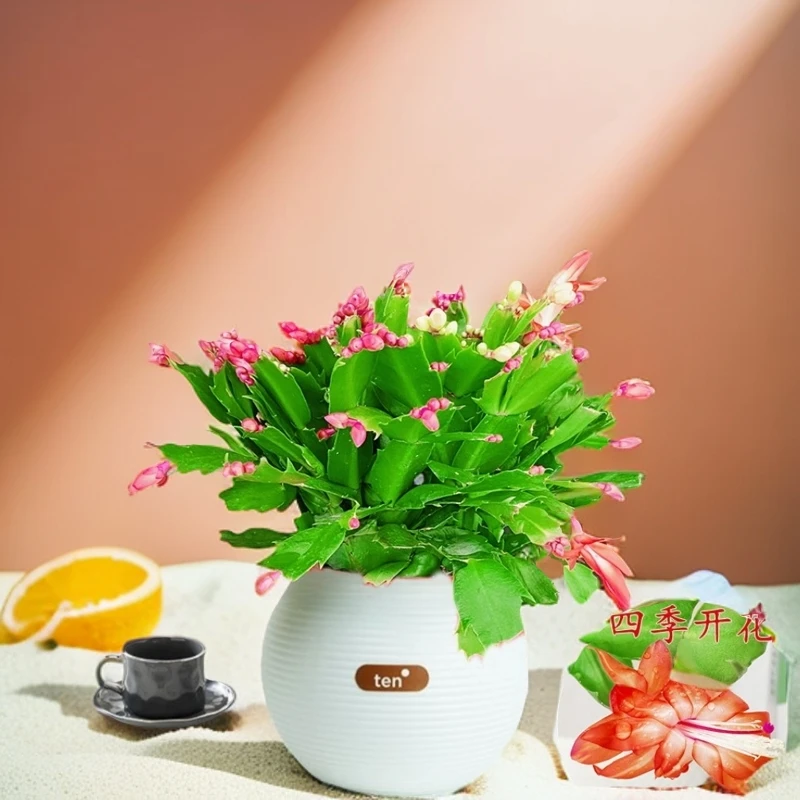 精品蟹爪兰带花苞盆栽四季开花办公桌面花卉阳台庭院绿植好养植物