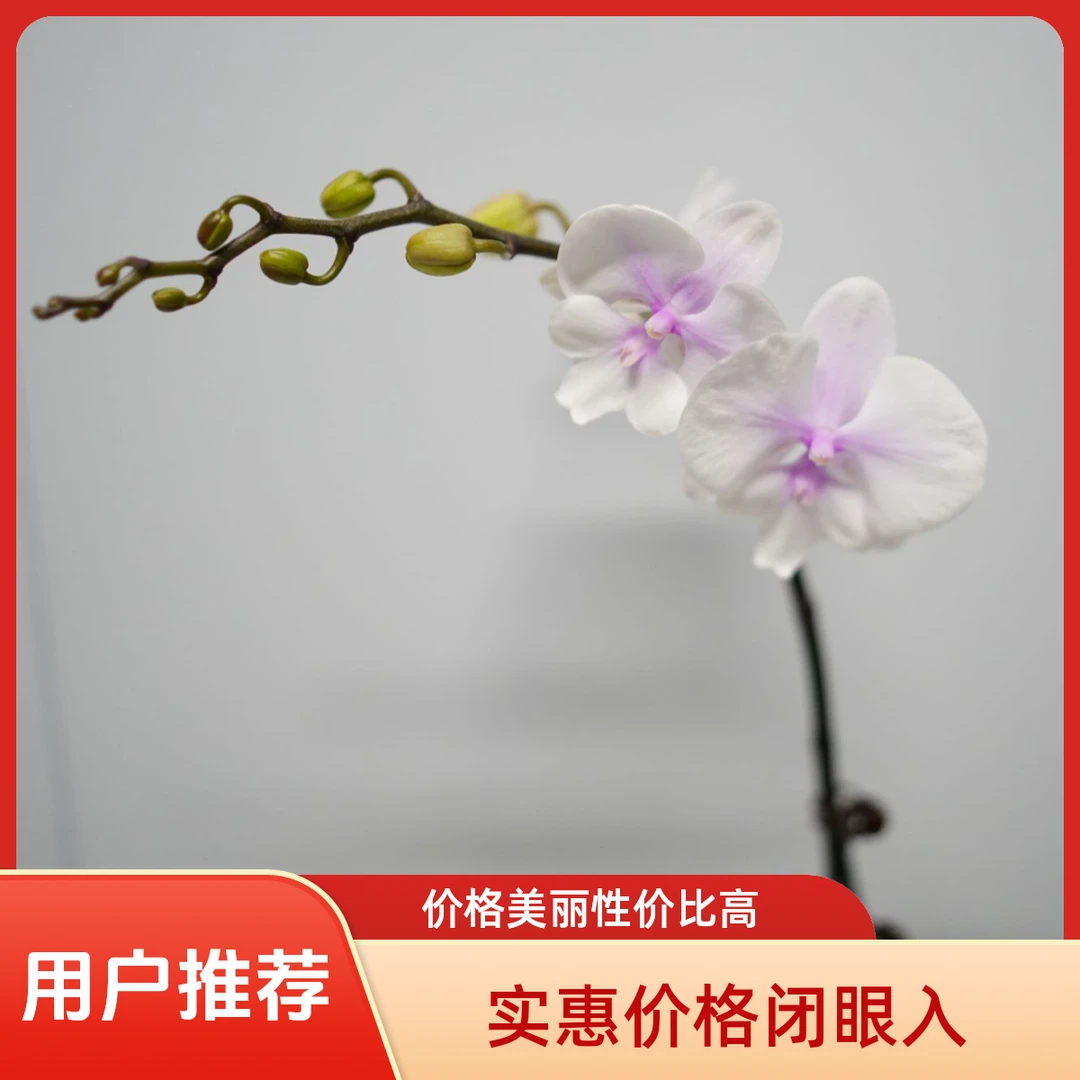悠花里蝴蝶兰【超群听风】带花带花苞开花株发货