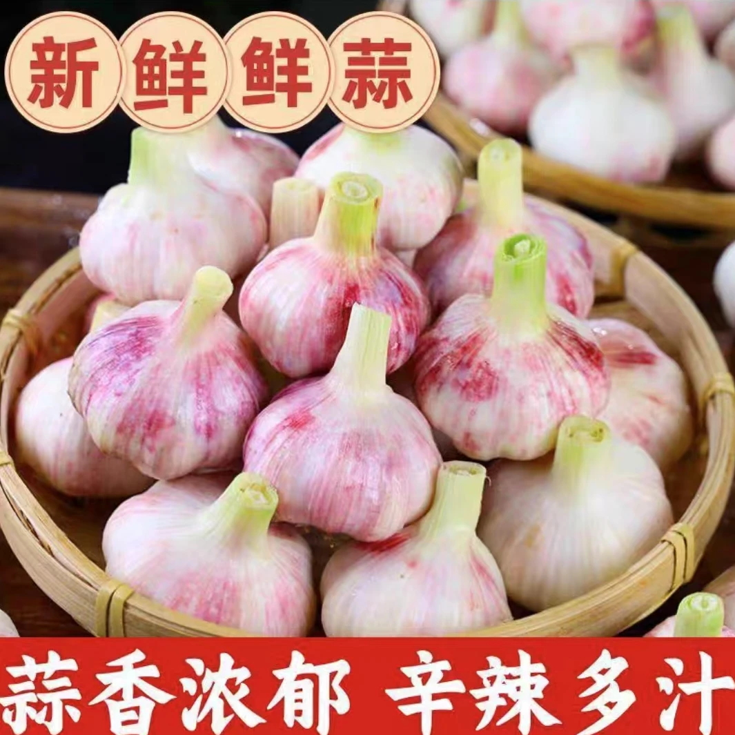 R新鲜大蒜5斤鲜蒜腊八蒜多瓣蒜大蒜头可腌糖醋蒜农家自种