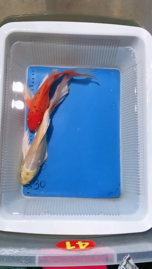 锦鲤锦鲤蝴蝶鲤鱼拍开箱视频包售后