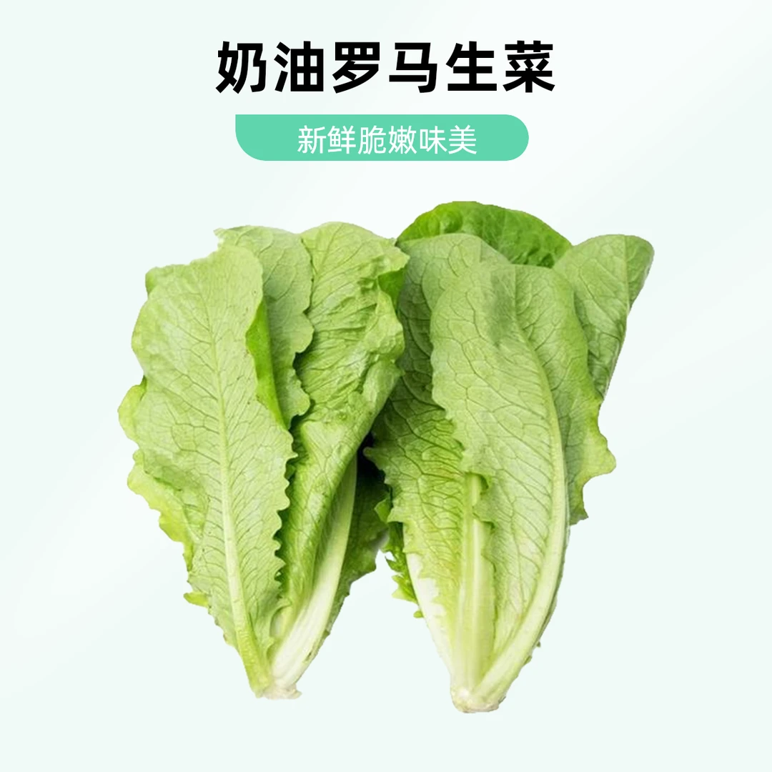 奶油罗马生菜300g-400g