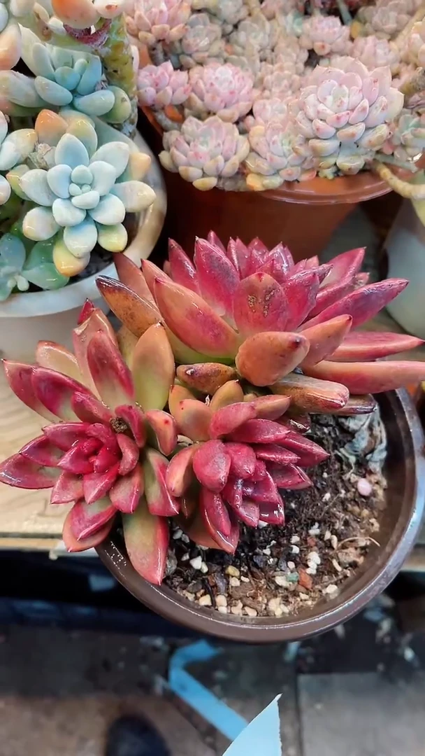 【闪购商品】18074