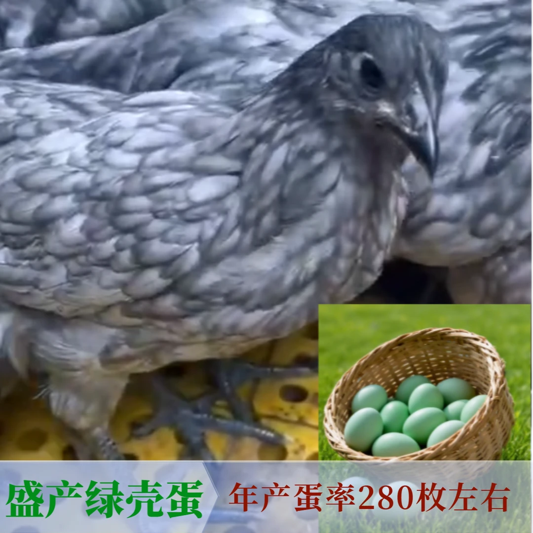 宠物鸡鱼鳞鸡瓦灰色黑脚乌肉云南山林散养1.6斤左右发货