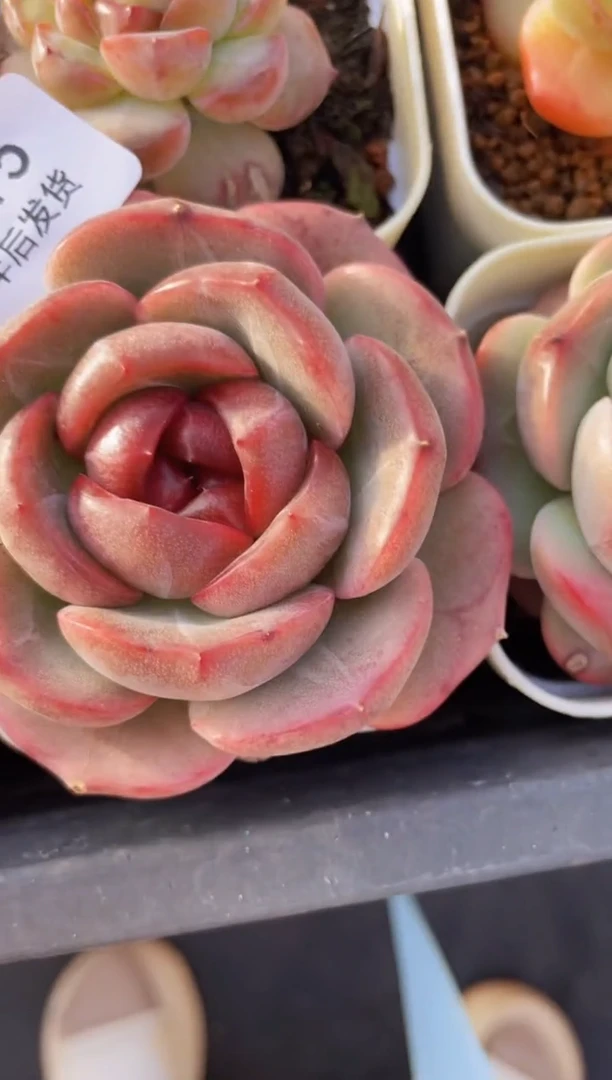 【闪购商品】615新珍妮多肉