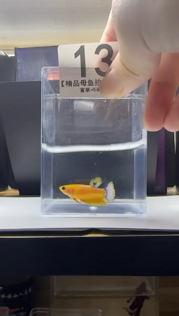 斗鱼精品母鱼编号13