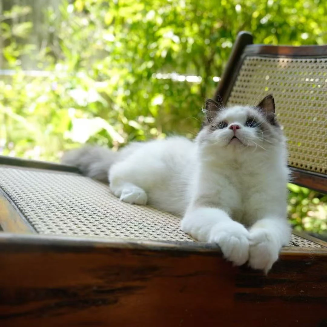 【云梦猫舍】布偶海双弟弟