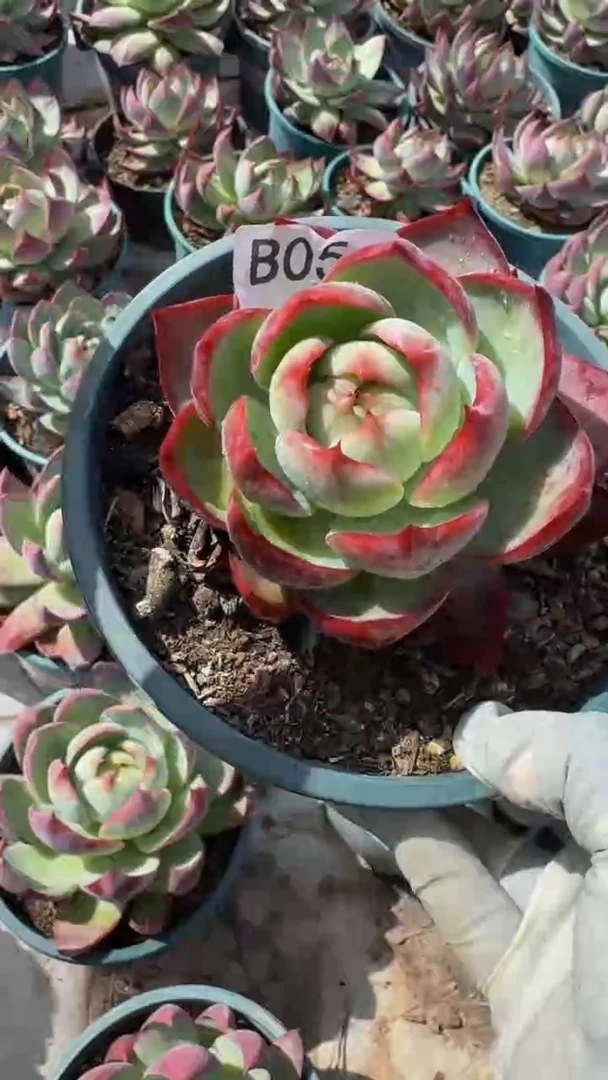 B054惊鸿仙子（裸根发货）（瑕疵）