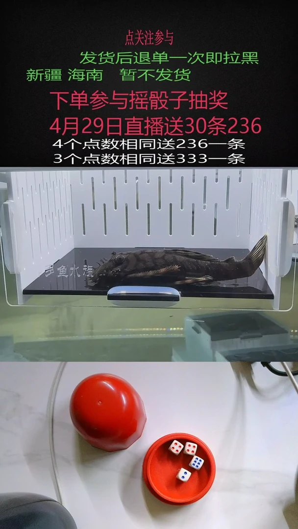 清道夫不包入缸损65