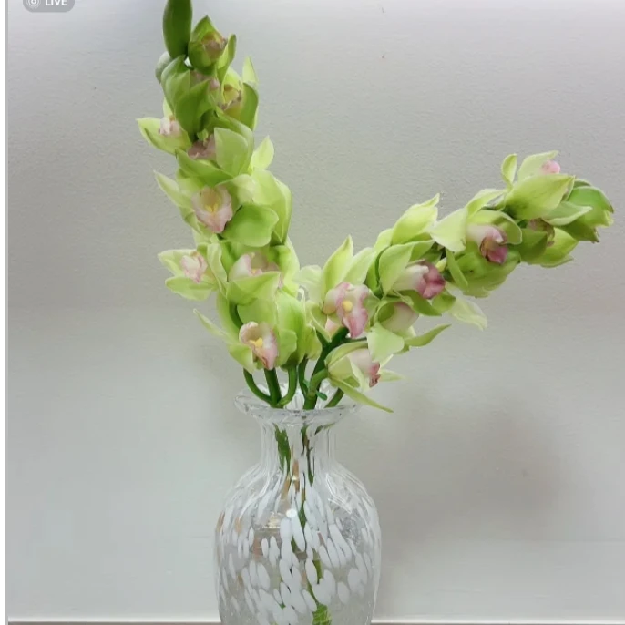 【年宵花】黄 粉 绿大花蕙兰丨年宵花丨长花期花 超长待机 云南基地