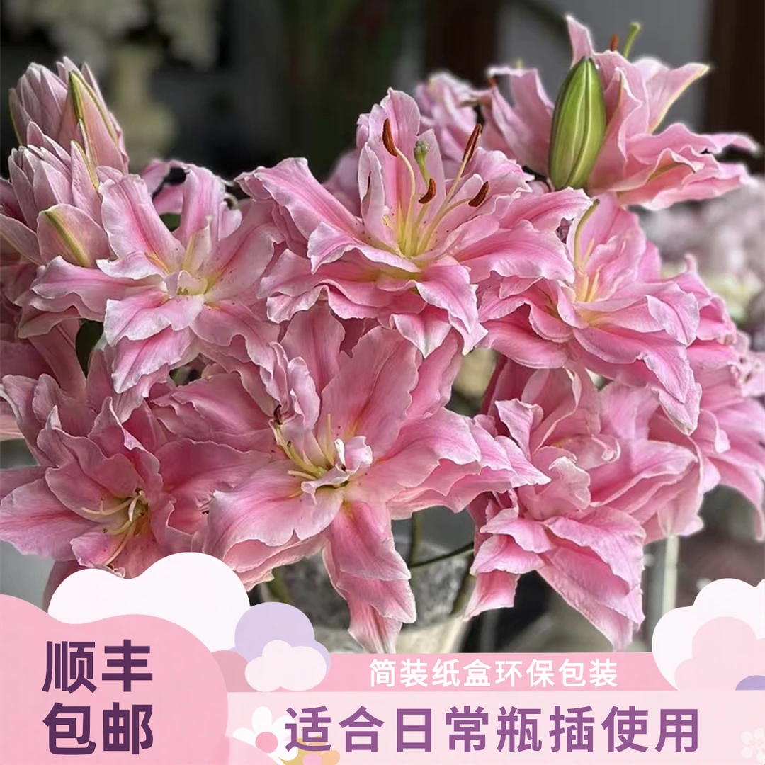 【尤尼格百合】粉色重瓣香水百合全场顺丰包邮