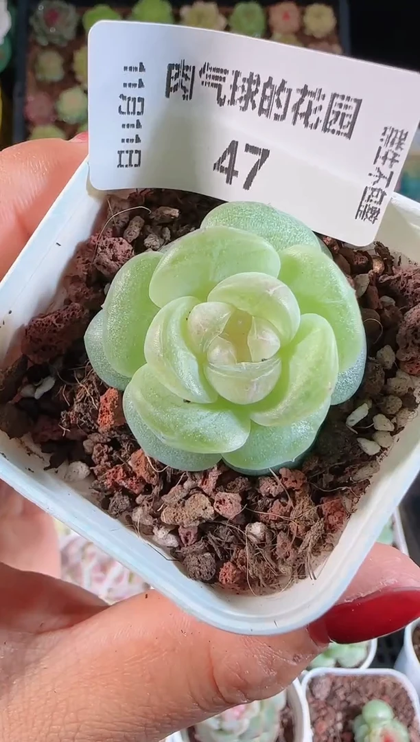 1111-47星月群生不包整