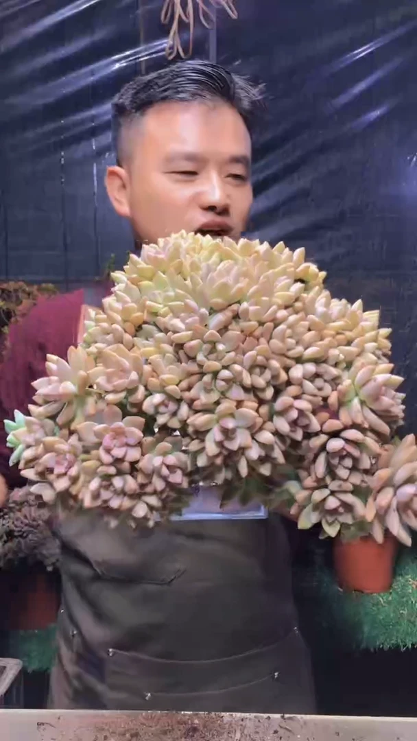 118淡雪缀化（一物一拍）