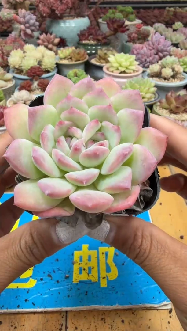 东云多肉园二店-254