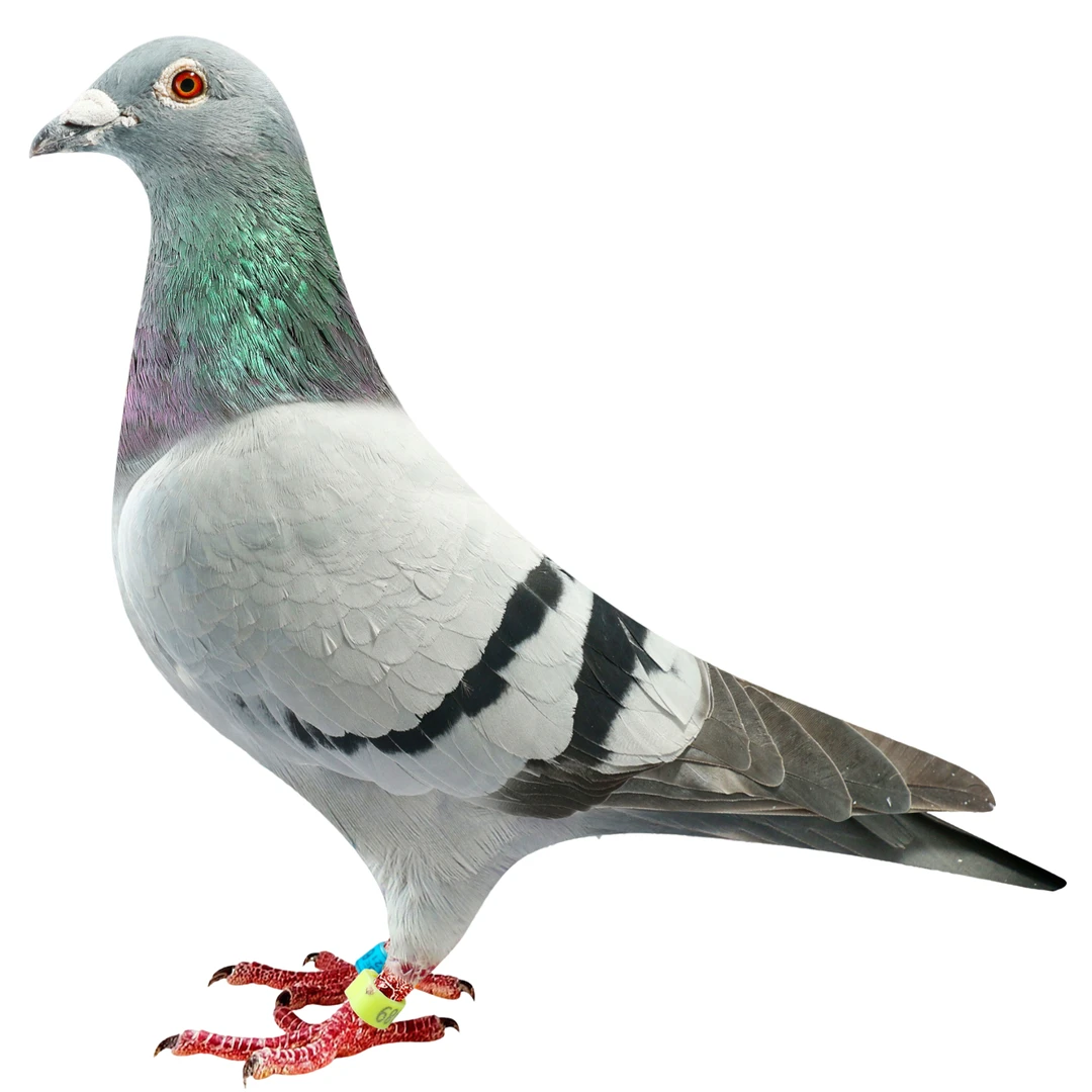 信鸽赛鸽成绩鸽血统鸽种鸽青年鸽幼鸽天落詹森盖比利奥弗卡门