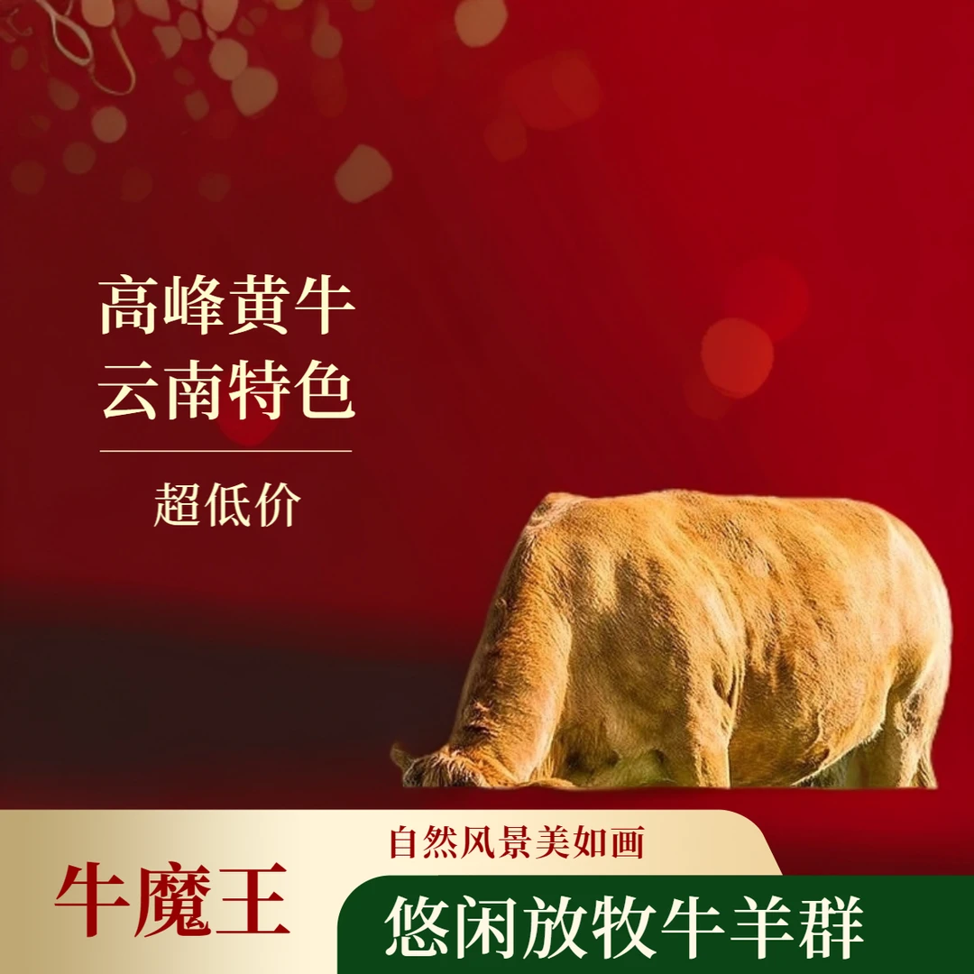 （高峰黄牛新鲜牛汤锅）当天现宰现卖新鲜牛腩肉牛脚牛肚牛肠牛头