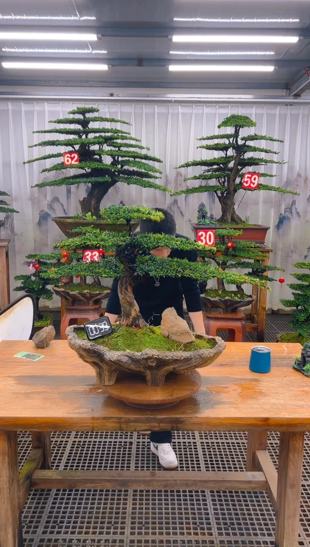 无花朵精品盆景直播间一物一拍