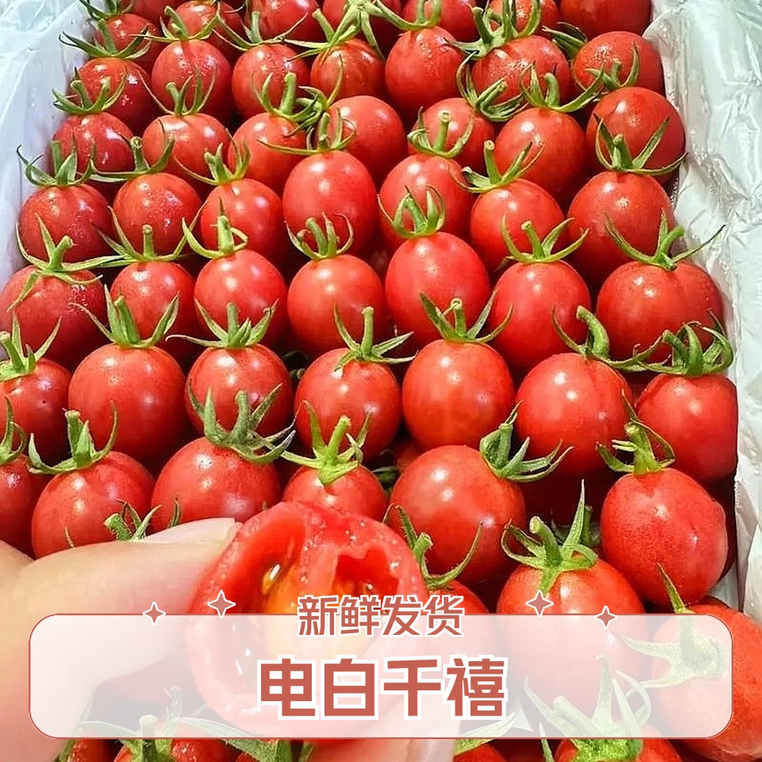 电白千禧 约2.3-2.6斤/箱(郑金钱番茄)千禧四川省四川省雅安市