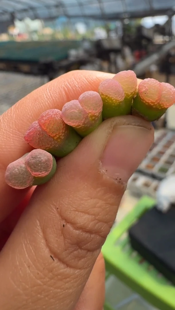 疯狂的多肉石头842孙姐优选一颗