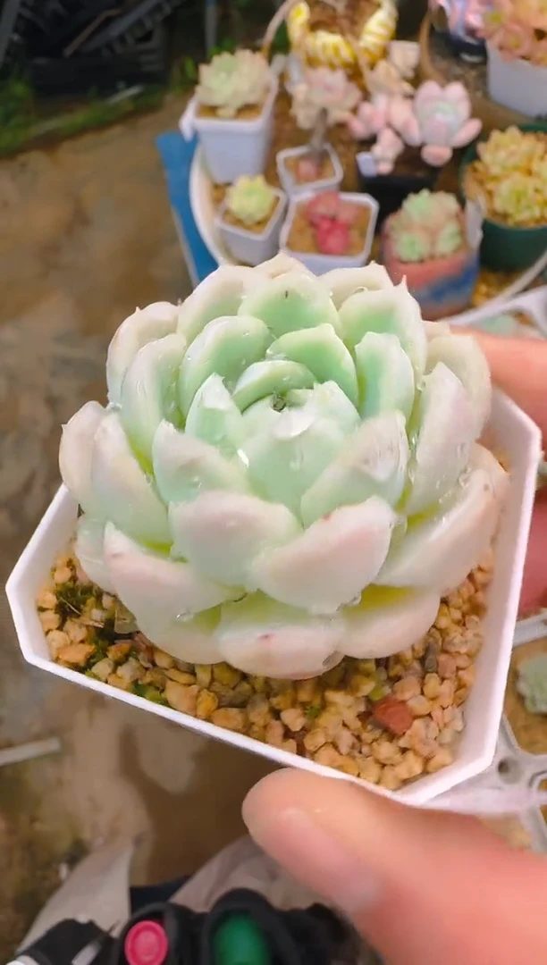 润—420—仙农（月影）