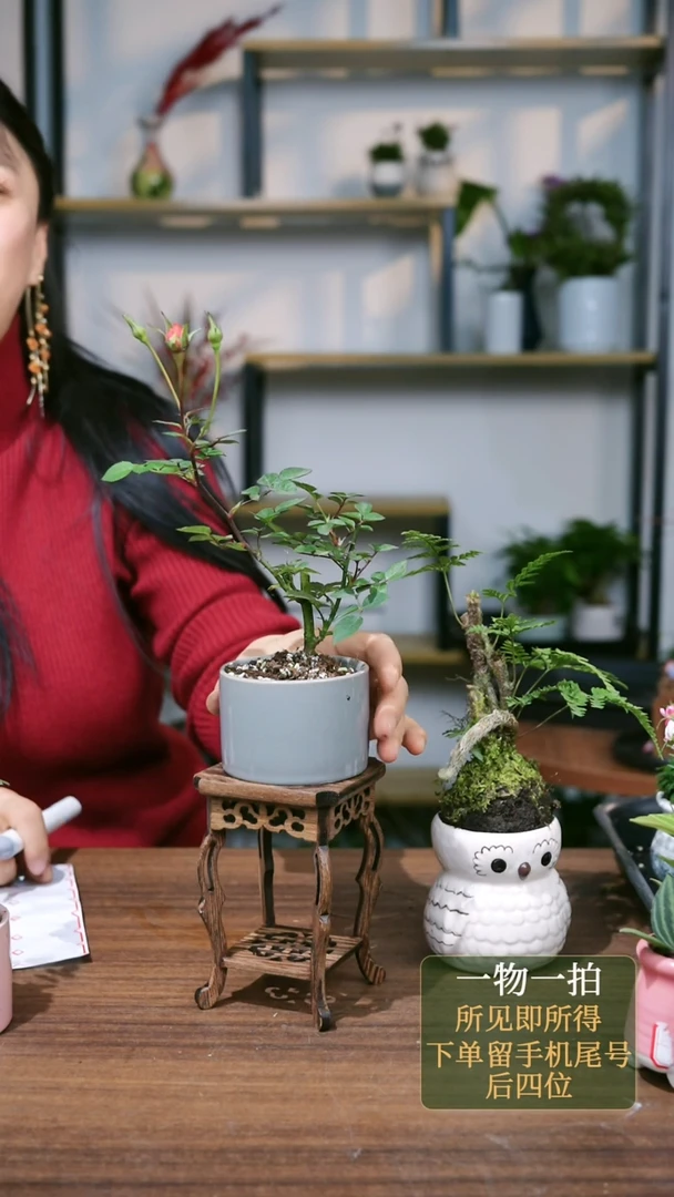 【闪购商品】35--3692月季蓝花+海马几