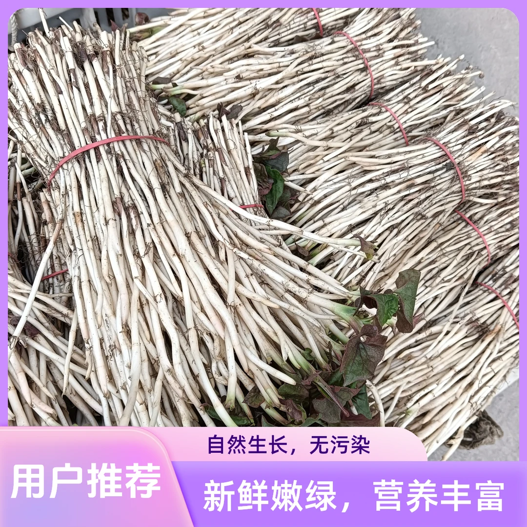 精选绿色有机鱼腥草嫩芽