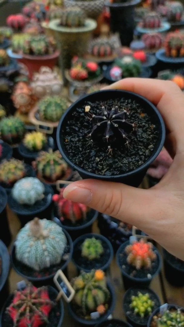 【闪购商品】米哈仙人球2424