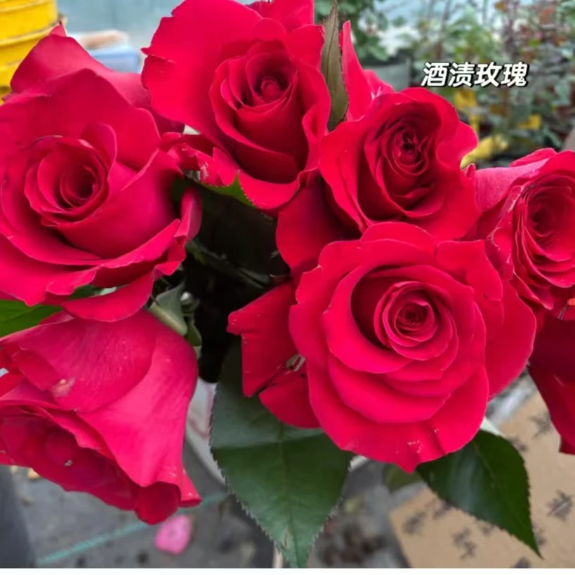 【酒渍大苗】四季灌木