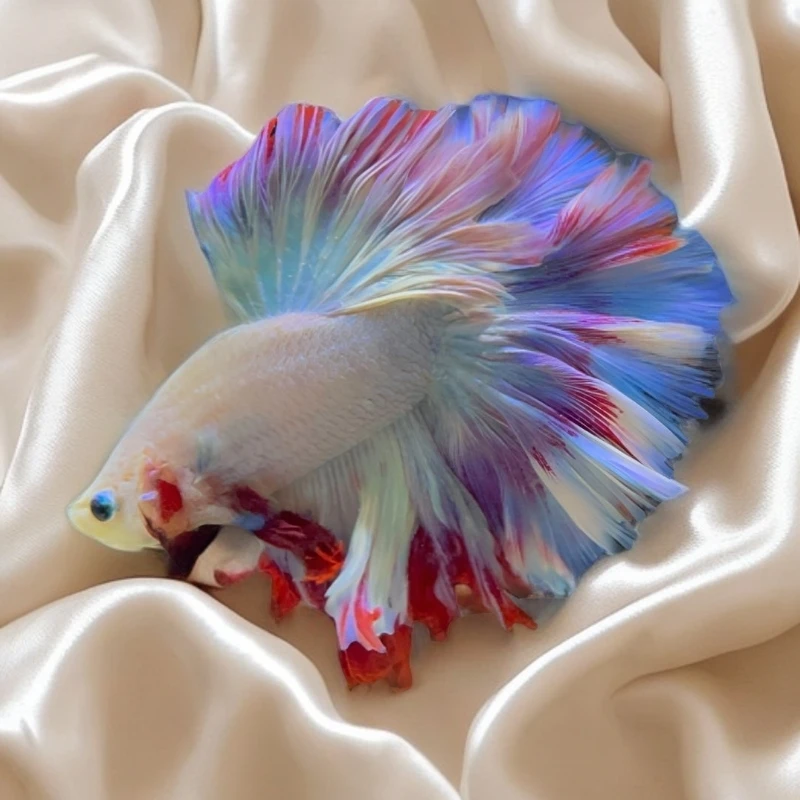 特殊尾精品泰国斗鱼