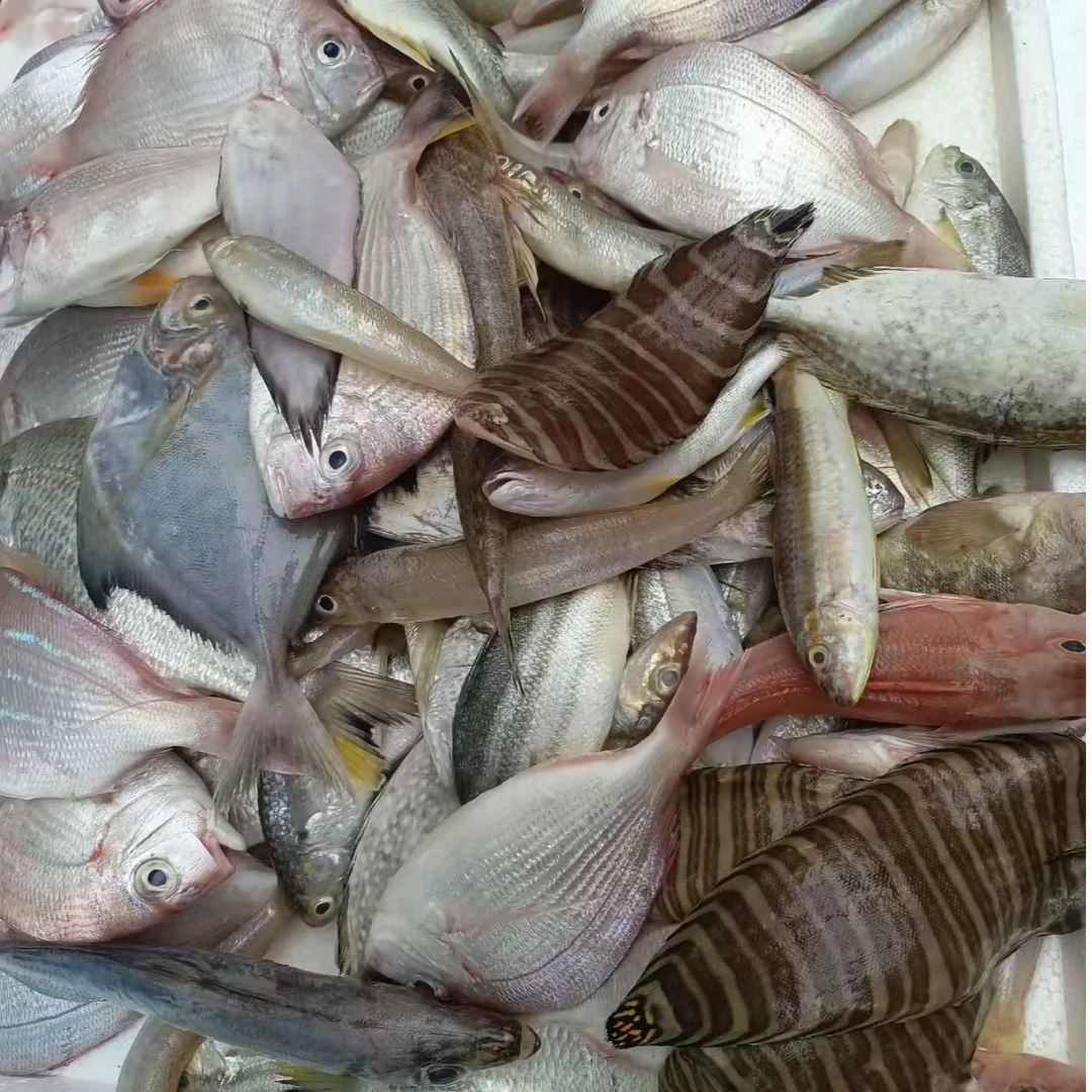 新鲜海捕海杂鱼 混合杂鱼 顺丰杂鱼 顺丰冷链发货