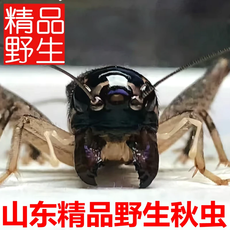 一虫一拍 直播视频虫 野生蟋蟀 顺丰包邮