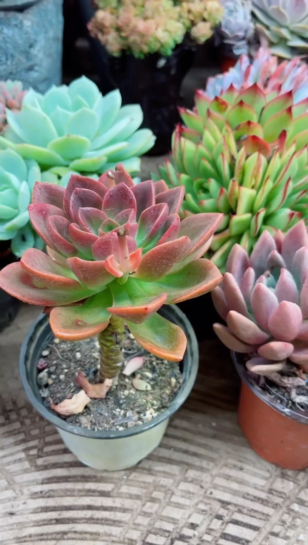 丫*28026多肉植物一物一拍
