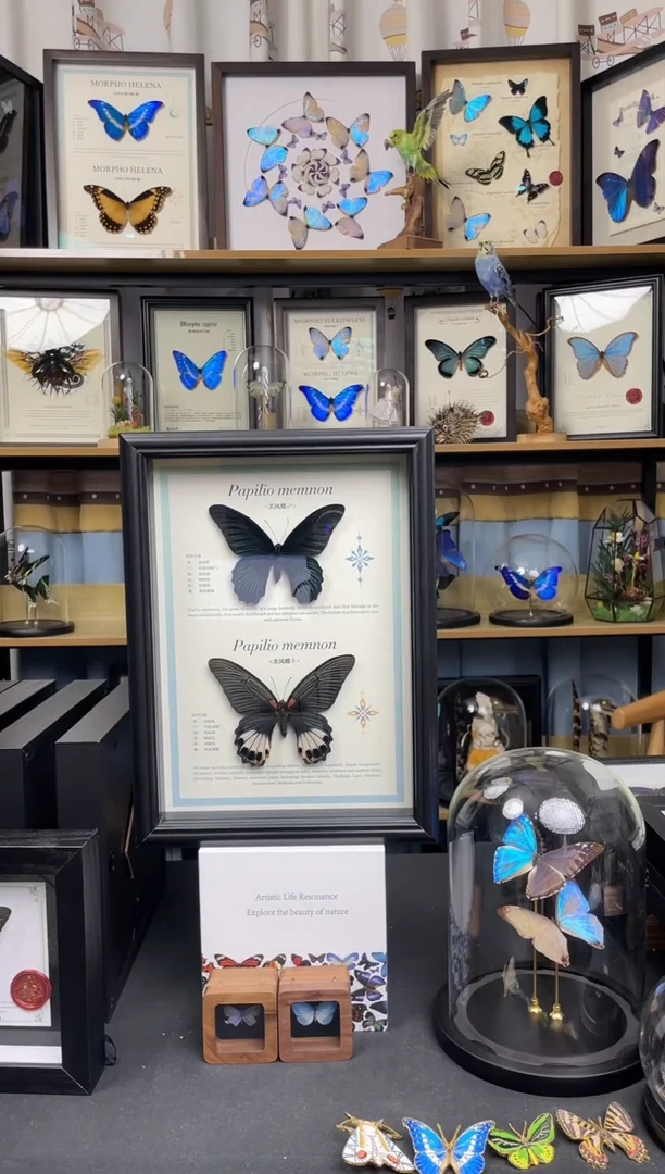 美凤蝶雌雄一对 A4黑框