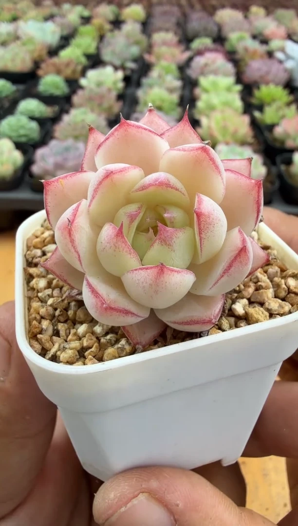 东云多肉园二店-223