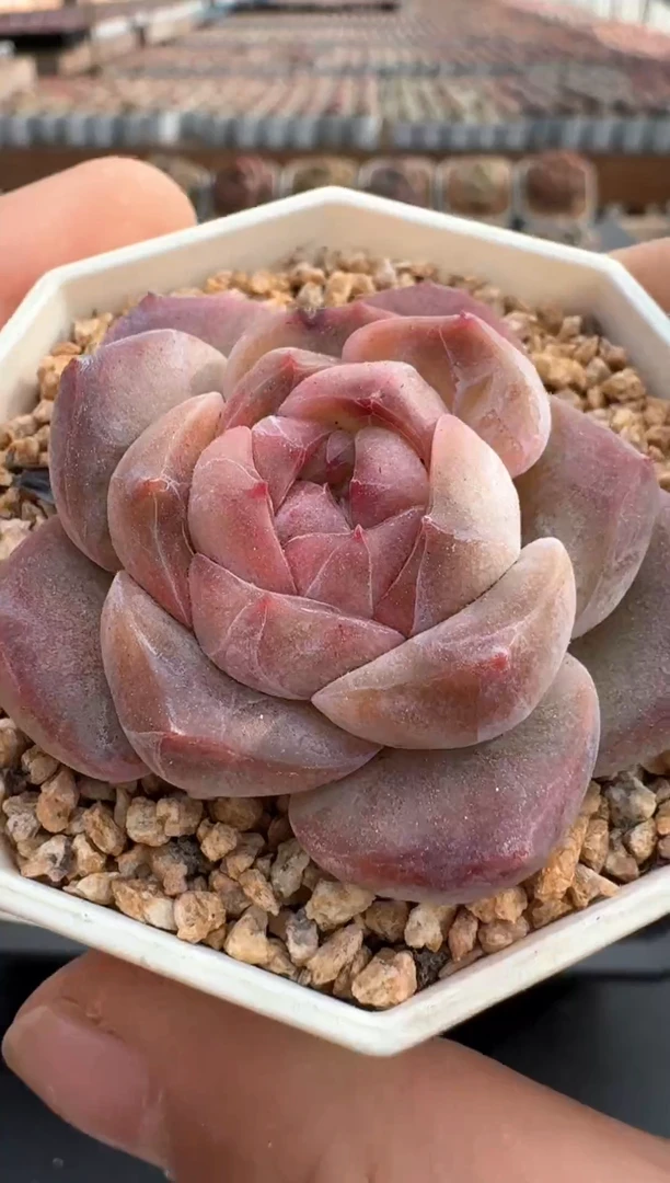 【闪购商品】923E号一物一拍多肉花卉植物3颗起发