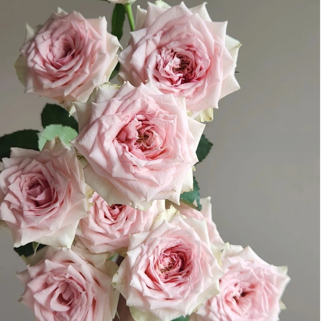 【花拾柒】星悦宝贝多头玫瑰10枝 一单不发货 20%不售后