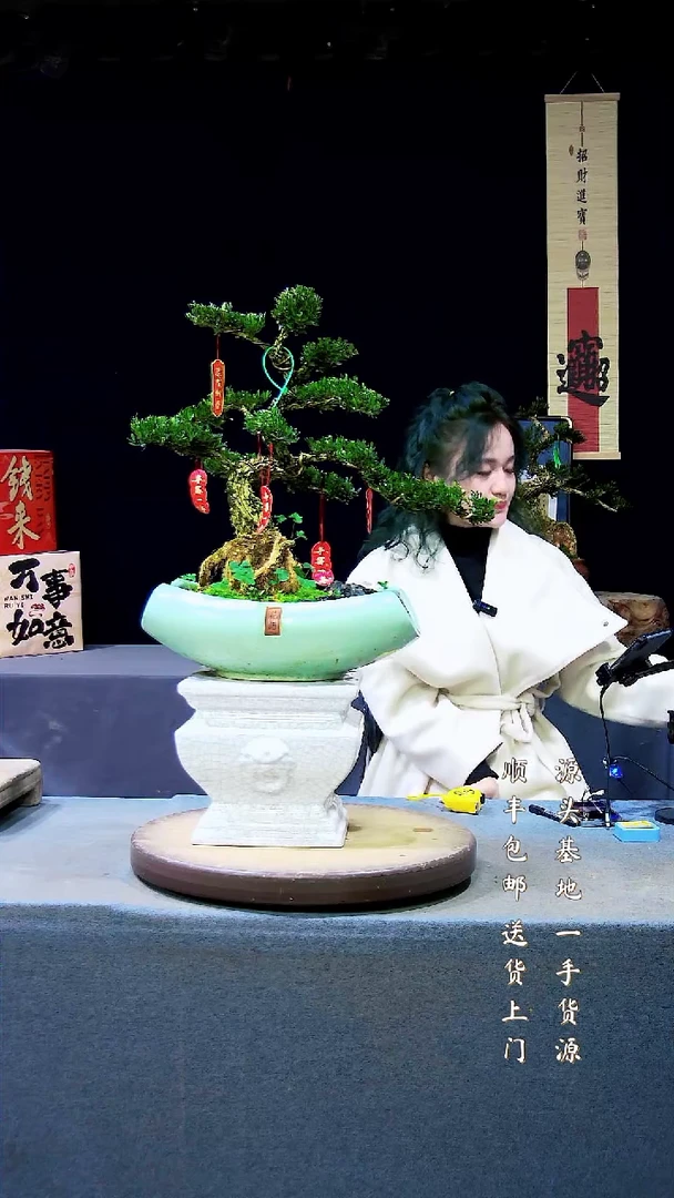 【闪购商品】雀舌黄杨盆景雀舌黄杨盆景