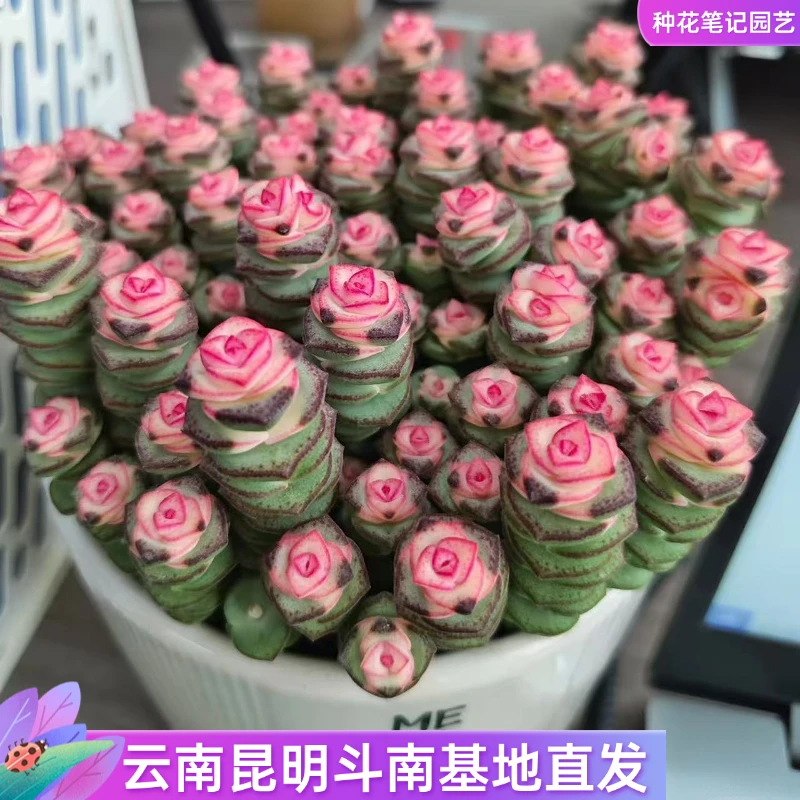 【彩色钱串】多肉植物室内新手好养肉肉红心钱串子稀有品种基地直销