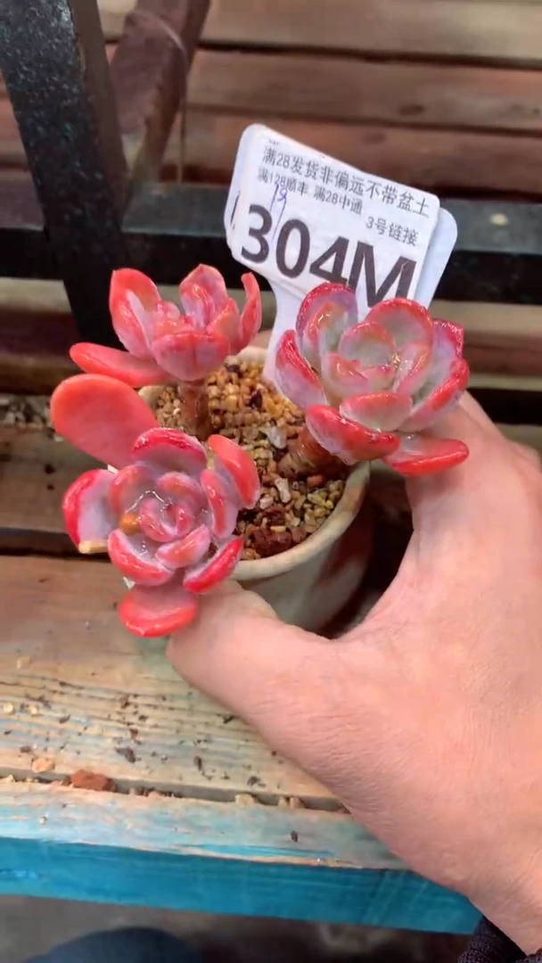 304M（一物一拍，精品多肉，所见即所得 ）