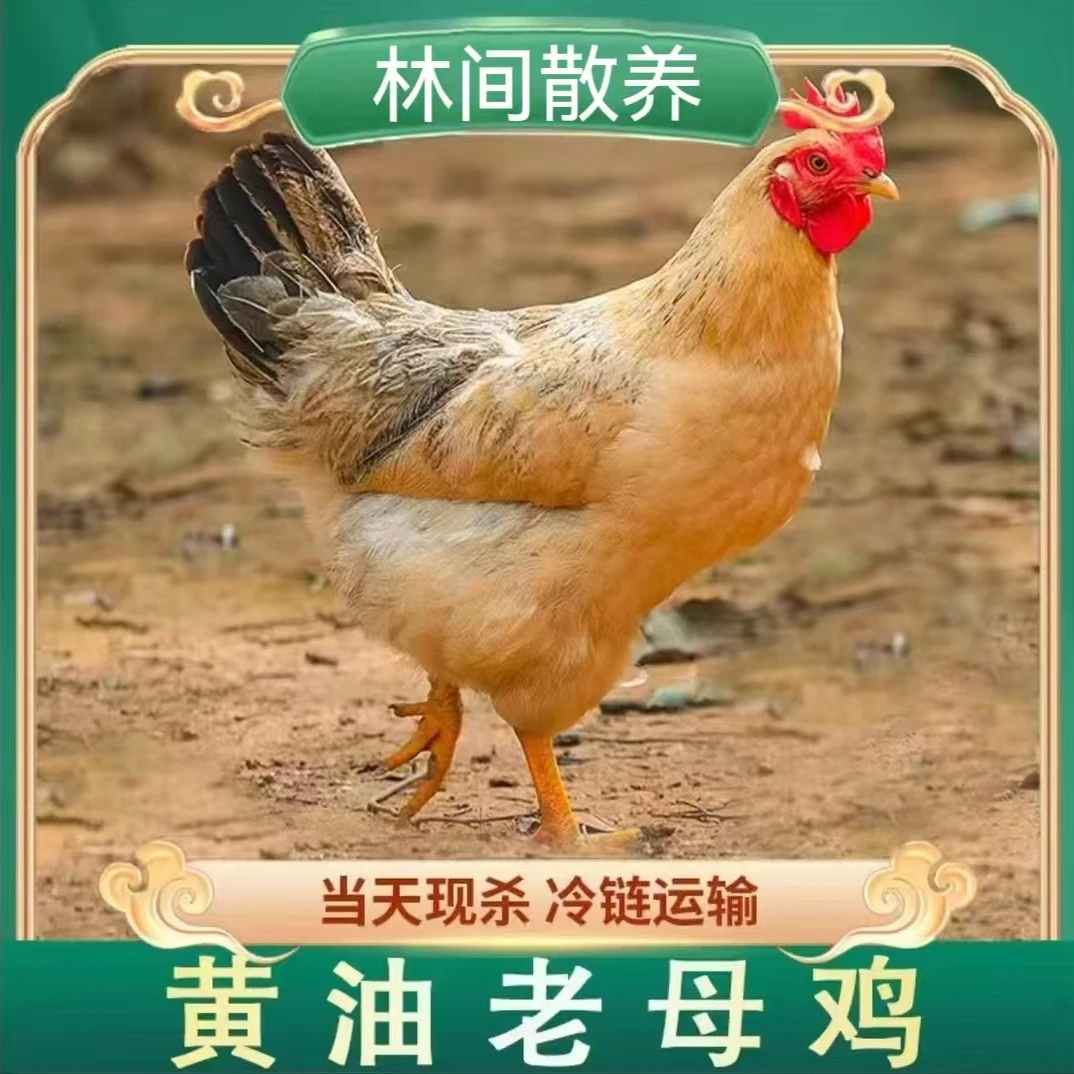 【8大山】农家散养黄油老母鸡 发4只净重10-11斤 杀好发货