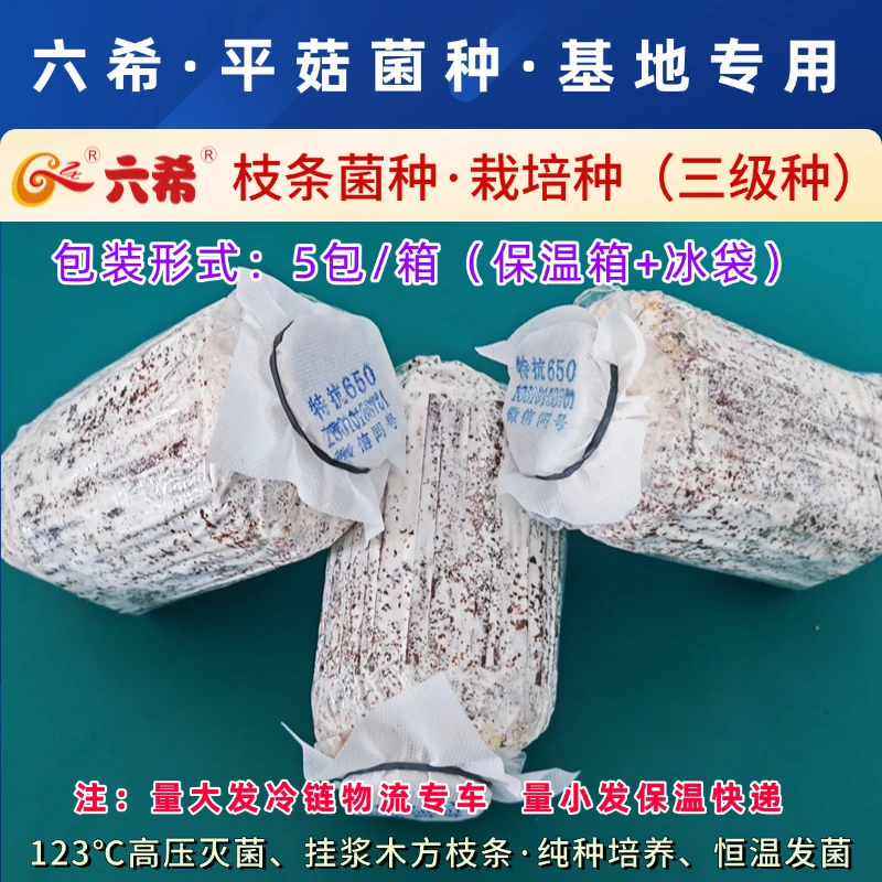 六希平菇菌种枝条菌种三级种栽培种平菇基地夏季早秋冬季黑色平菇