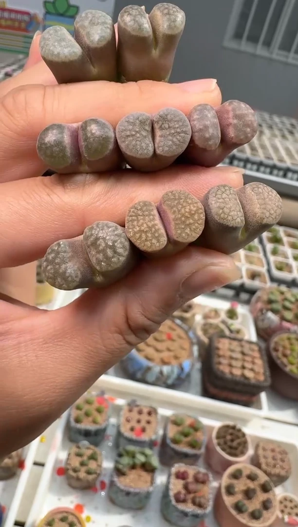209多肉植物肉锥紫云班克一颗