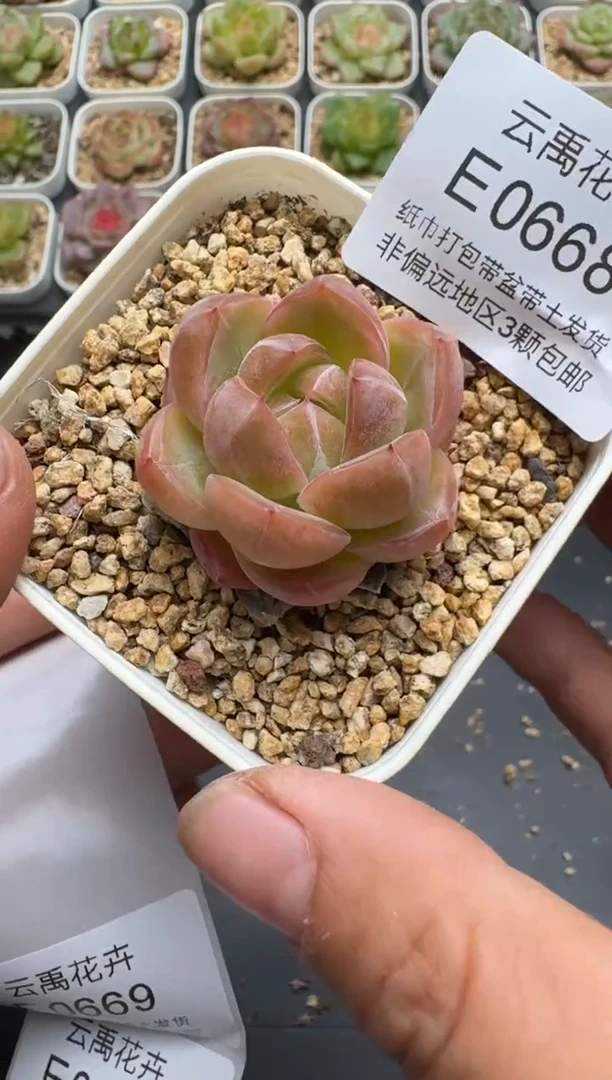 668E云禹多肉植物 带盆土纸巾打包 3颗包邮
